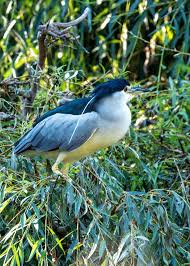 Attēlu rezultāti vaicājumam “Nycticorax nycticorax adult”