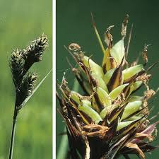 Attēlu rezultāti vaicājumam “Carex buxbaumii”