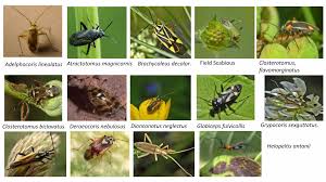 Attēlu rezultāti vaicājumam “Closterotomus biclavatus nymph”