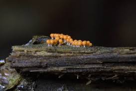 Attēlu rezultāti vaicājumam “Trichia varia macro”