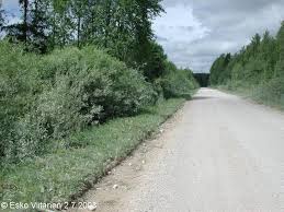 Attēlu rezultāti vaicājumam “Deltote bankiana”