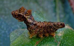 Attēlu rezultāti vaicājumam “Falcaria lacertinaria”