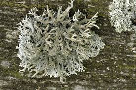 Attēlu rezultāti vaicājumam “Pseudevernia furfuracea”