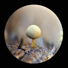 Attēlu rezultāti vaicājumam “Arcyria affinis macro”