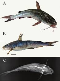 Image result for Ariopsis felis