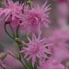 Image result for Lychnis flos-cuculi