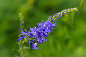 Attēlu rezultāti vaicājumam “Veronica austriaca subsp. teucrium flower”