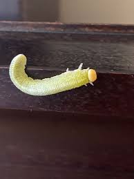 Attēlu rezultāti vaicājumam “Cimbex femoratus larva”