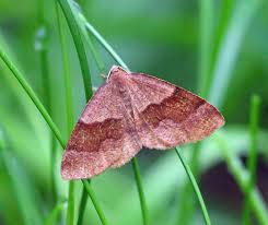 Attēlu rezultāti vaicājumam “Plagodis pulveraria”