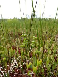 Attēlu rezultāti vaicājumam “Scheuchzeriaceae”