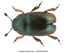 Attēlu rezultāti vaicājumam “Meligethes sp.”