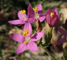 Attēlu rezultāti vaicājumam “Centaurium erythraea flower”
