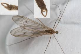 Attēlu rezultāti vaicājumam “Trichocera regelationis”