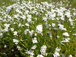 Attēlu rezultāti vaicājumam “Plagiothecium latebricola macro”