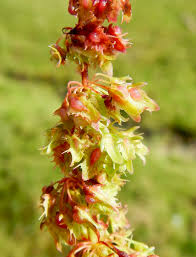 Attēlu rezultāti vaicājumam “Rumex obtusifolius flower”