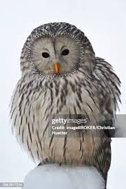 Attēlu rezultāti vaicājumam “Strix uralensis adult”