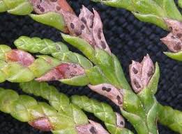 Attēlu rezultāti vaicājumam “Diderma cingulatum sessile”