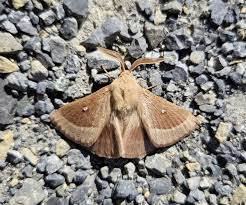 Attēlu rezultāti vaicājumam “Lasiocampa trifolii male”