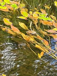 Attēlu rezultāti vaicājumam “Potamogeton natans”