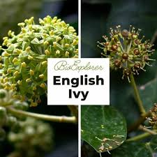 Attēlu rezultāti vaicājumam “Hedera helix  flower”