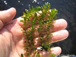 Attēlu rezultāti vaicājumam “Elodea canadensis leaf”