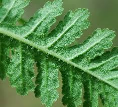 Attēlu rezultāti vaicājumam “Pedicularis palustris leaf”
