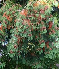 Attēlu rezultāti vaicājumam “Thuja plicata flower”