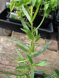 Image result for Artemisia dracunculus