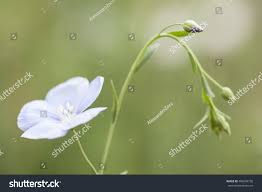 Attēlu rezultāti vaicājumam “Linum usitatissimum bud”