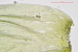 Attēlu rezultāti vaicājumam “Drepanocladus lycopodioides”