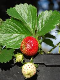 Attēlu rezultāti vaicājumam “Fragaria x ananassa fruit”