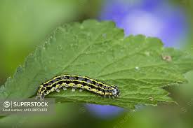 Attēlu rezultāti vaicājumam “Orthosia miniosa larva”