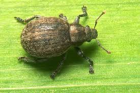 Attēlu rezultāti vaicājumam “Philopedon plagiatum”