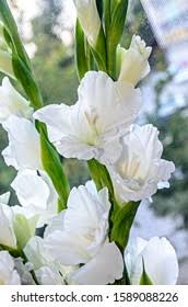 Attēlu rezultāti vaicājumam “Gladiolus imbricatus bud”