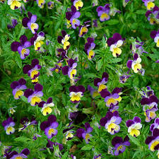 Attēlu rezultāti vaicājumam “Viola tricolor flower”