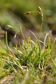 Attēlu rezultāti vaicājumam “Carex capillaris”