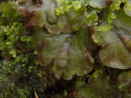 Attēlu rezultāti vaicājumam “Pellia epiphylla sporophyte”