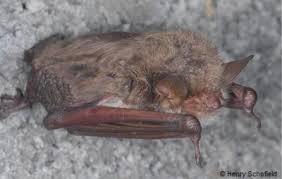 Attēlu rezultāti vaicājumam “Myotis dasycneme”