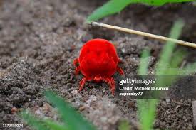 Attēlu rezultāti vaicājumam “Trombidiidae”