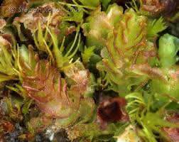 Attēlu rezultāti vaicājumam “Nardia geoscyphus”