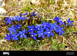 Image result for Enzian