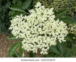 Attēlu rezultāti vaicājumam “Adoxaceae”