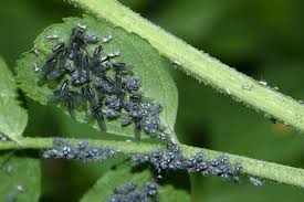 Attēlu rezultāti vaicājumam “Aphis confusa”