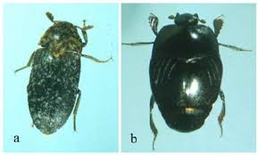 Attēlu rezultāti vaicājumam “Dermestidae”