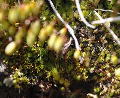 Attēlu rezultāti vaicājumam “Palustriella decipiens”