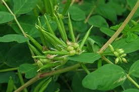 Attēlu rezultāti vaicājumam “Astragalus glycyphyllos leaf”