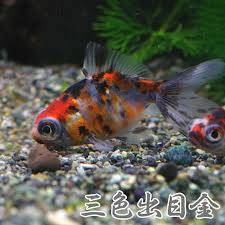 Image result for 出目金