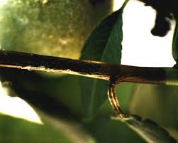 Attēlu rezultāti vaicājumam “Lophozia laxa macro”