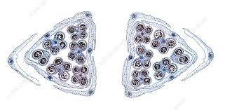 Attēlu rezultāti vaicājumam “Allium cepa bud”