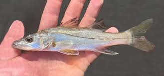 Image result for Centropomus parallelus